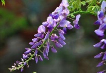 葛花和紫藤的区别？