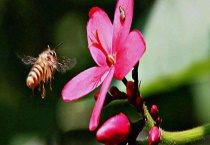 怎样进行箱外观察蜂群状态 工蜂的不同行为有什么含义