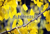 什么是植物中的活化石？