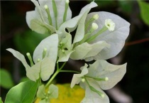 秋罗是什么植物