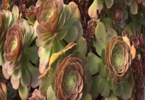 紫羊绒越冬养护方法 紫羊绒喜欢比较温暖的生长环境