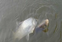 野钓实用技巧大全 主要有以下几方面