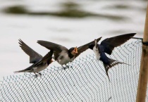 燕子幼崽吃什么？