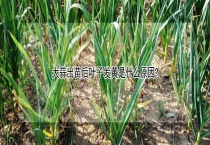 大蒜出苗后叶子发黄是什么原因？