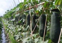 冬瓜开花不结瓜原因？