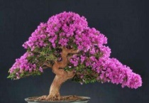 三角梅老桩多久能生根