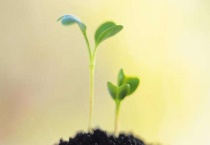 植物用什么办法散播种子