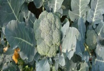 西兰花种植时间和多久？