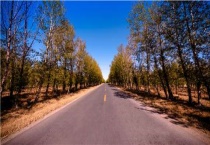 杨树怎么施肥长得快