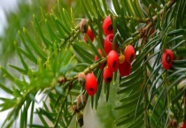 红豆杉的产地有哪些 红豆杉自然保护区