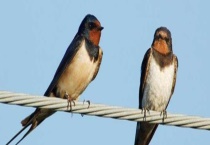 小燕子如何过冬 附小燕子的生活习性