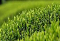 茶园农药的合理使用方法 附茶园合理用药时间