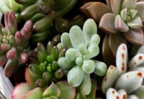 多肉长白虫子用什么药