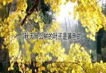 秋天什么树的叶子是黄色的