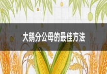 大鹅分公母的最佳多久？
