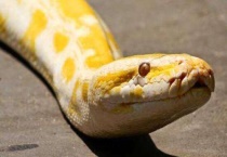 黄金蟒是几级保护动物