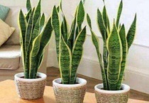 虎皮兰刚栽上用浇水吗？