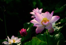 萝卜莲花怎么养