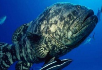 野生石斑鱼市场价是多少 分别介绍野生石斑鱼的种类