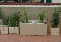 泡沫箱种菜有毒吗？