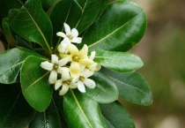 海桐花有毒吗？