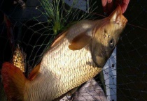 水库钓鲤鱼怎么调漂最好？注意事项有哪些？