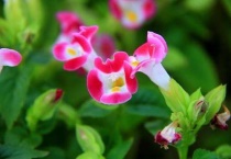 夏堇是多年生吗？