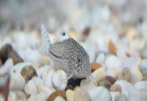 家养清道夫喜欢爱吃哪些食物 蛋白虫附着在鱼体上怎么办？