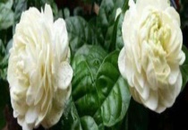 虎头茉莉怎么浇水 附注意事项