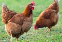 母鸡会打鸣吗？