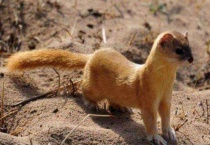 养黄鼠狼有感情么