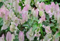 僵苗后该怎么多久？