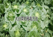 大白菜的移栽多久？