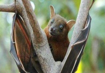 唯一能飞的哺乳动物是什么？