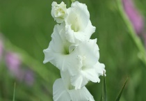 唐菖蒲可以盆栽吗？