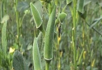 秋葵的上市时间 秋葵怎么吃