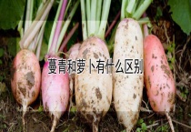 蔓青和萝卜有什么区别？？