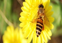 蜜蜂秋季怎么管理 具体怎样实施