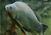 推荐几款民间钓鲤鱼土秘方 具体怎样制作