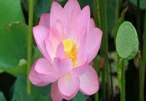 荷花什么时候开花 开花条件有哪些？