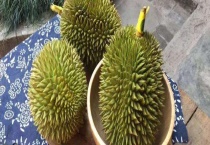 榴莲盆栽能结果吗？