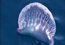 僧帽水母真的有剧毒吗？被僧帽水母蛰了怎么办？