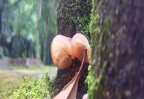 木耳产地在哪里 附木耳的种类和功效