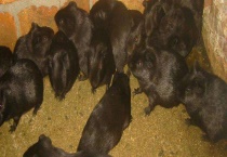 黑豚种豚的选择方式 管理种豚的多久？