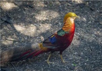 中华锦鸡长什么样