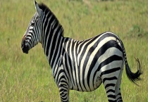 斑马是不是哺乳动物 斑马为什么没人骑