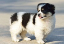 疯狗能活多久？