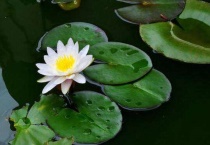 睡莲缸里的水如何净化