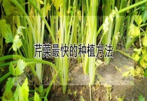 芹菜最快的种植多久？