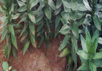 观音竹叶子发黄怎么办？观音竹浇水不足会怎么样